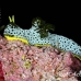 nudibranch_uc_h_0071_pal0571.jpg